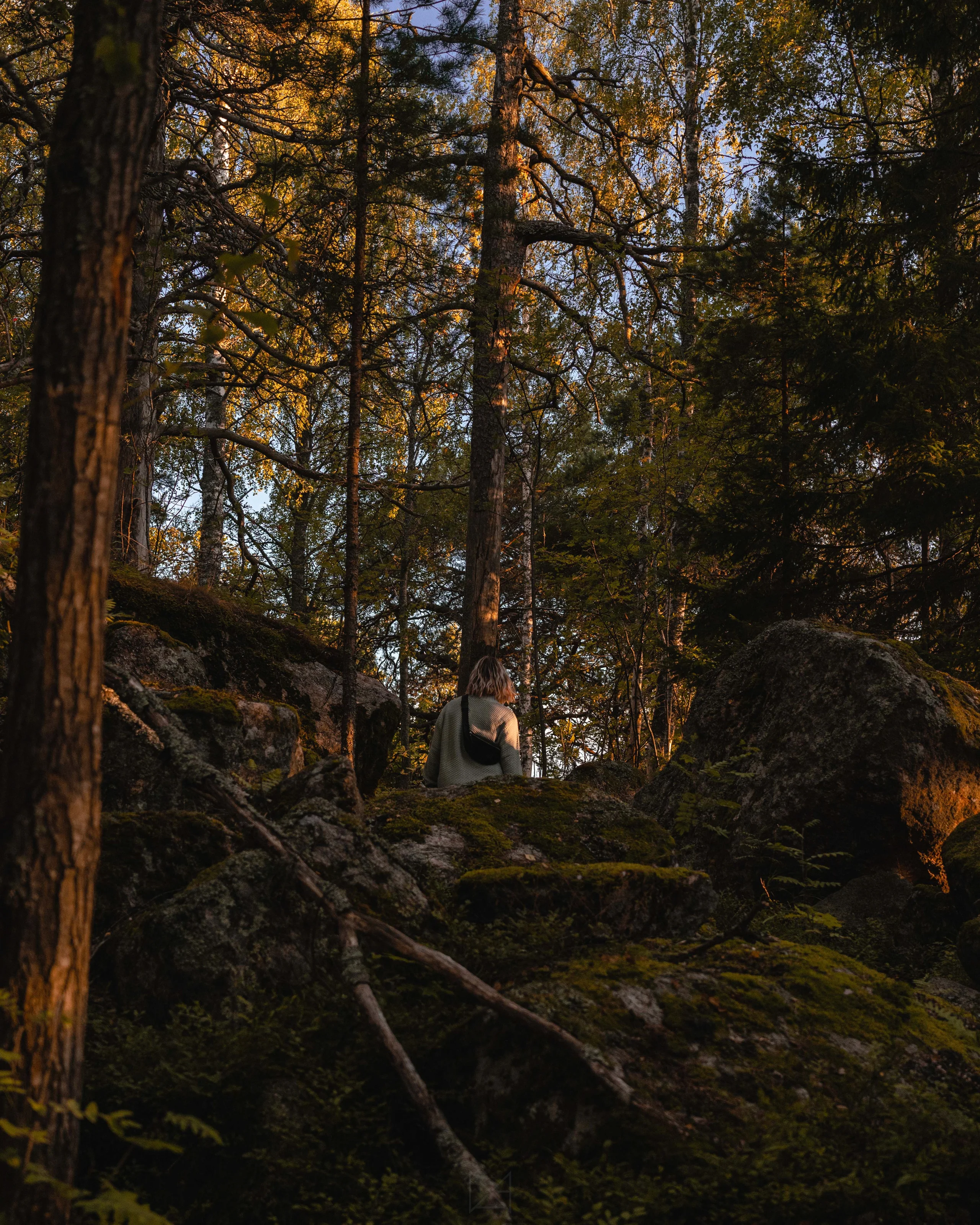 Someone sitting on a mossy boulder among tall pines in evening light